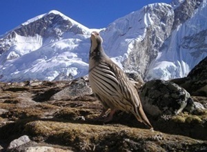 Mountain Bird