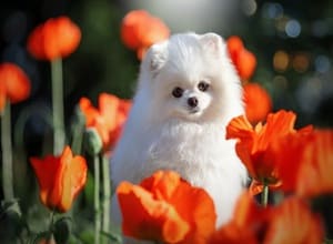 meen：she is prettycute