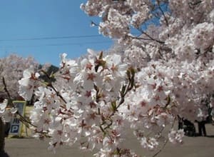 Takato Kohigan Sakura
