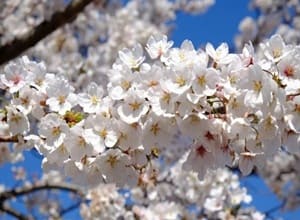  Someiyoshino (Yoshino Cherry)