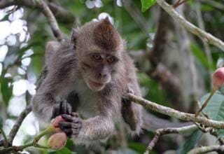 金絲猴：Golden